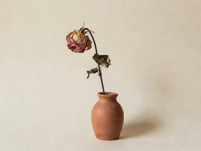 A single dried rose in a small clay vase against a plain cream wall